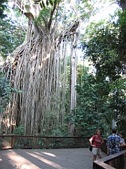 030 Curtain Fig Tree